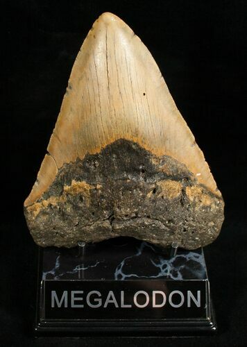 Giant Megalodon Tooth #6666